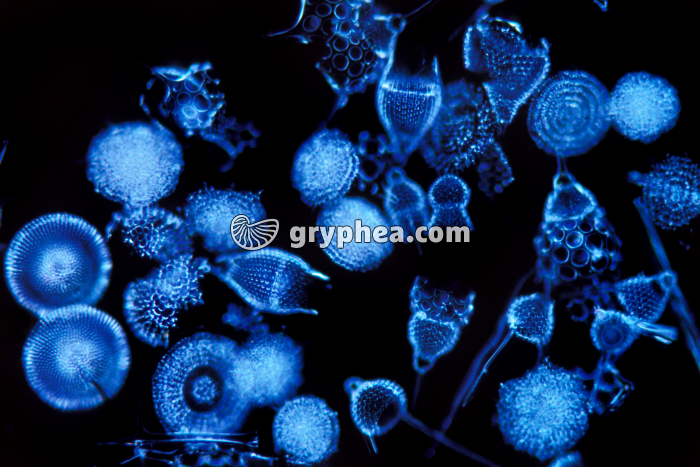 Radiolaires x25 - gryphea.org